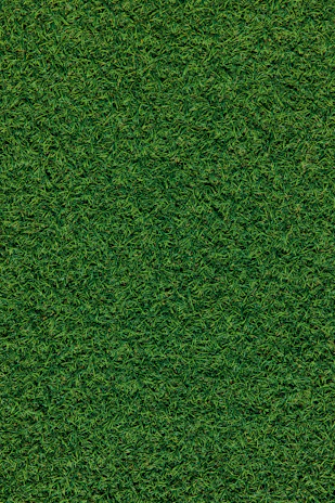 green grass field during daytime