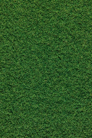 green grass field during daytime