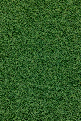 Fresh green grass lawn