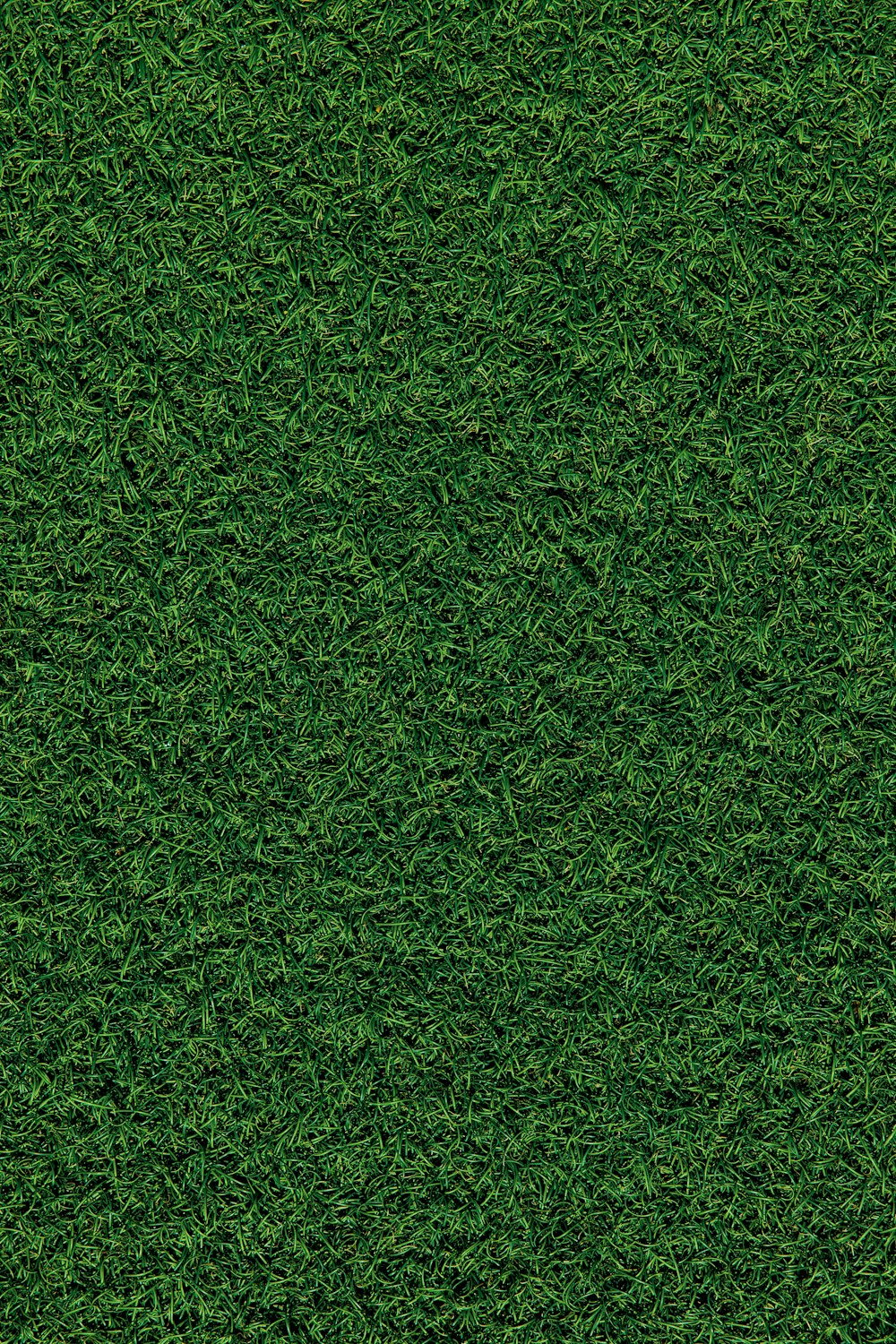 昼間の緑の芝生