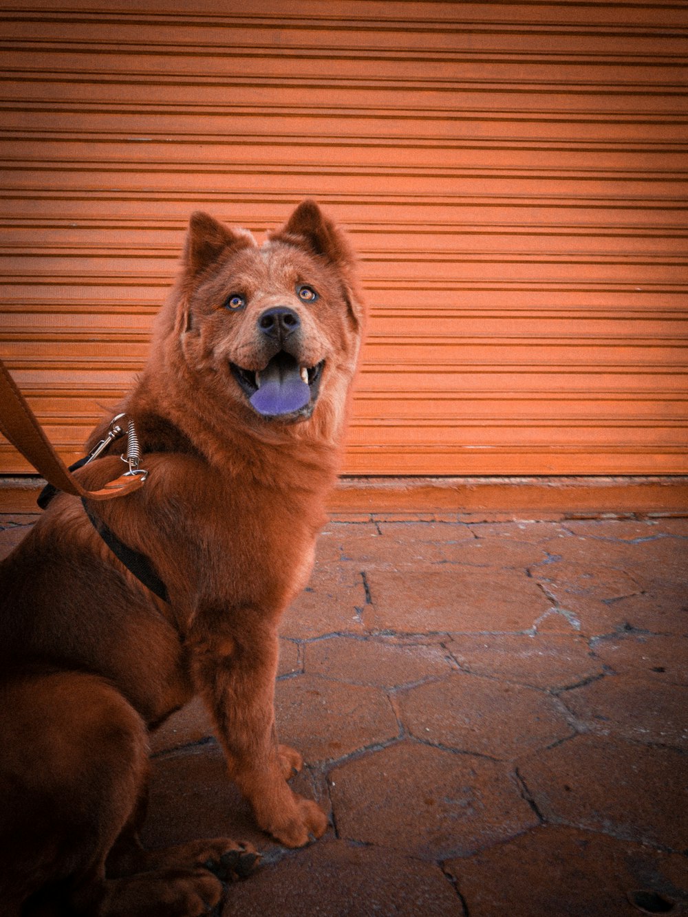 brown short coated dog sitting on brown concrete floor