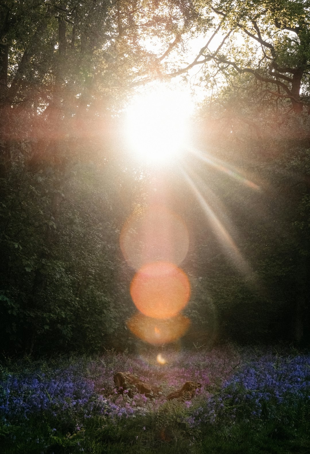 sun rays coming through trees