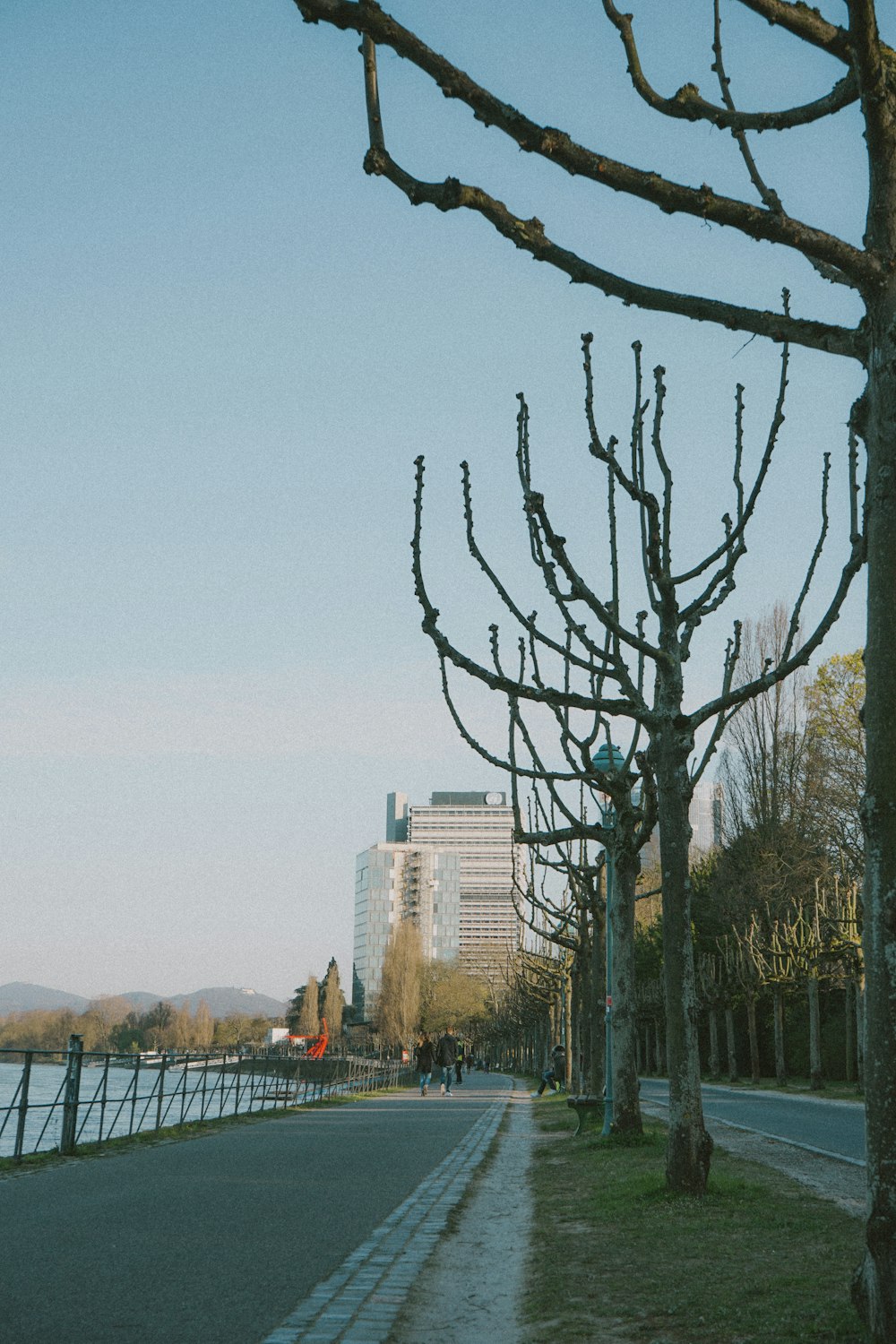 bare tree near city buildings during daytime