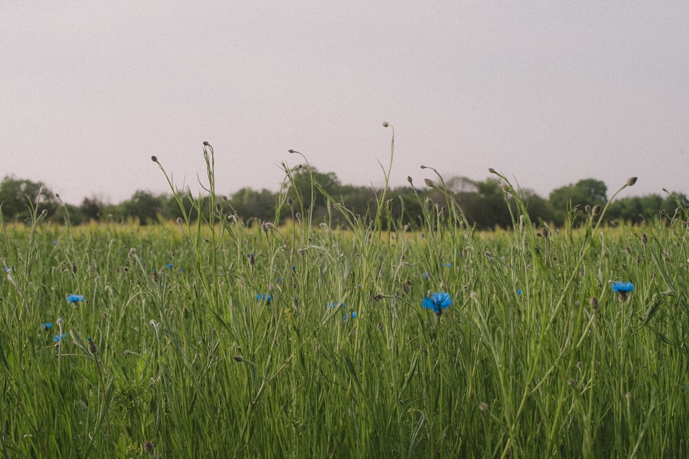 fleur bleue sur le champ d’herbe verte pendant la journée