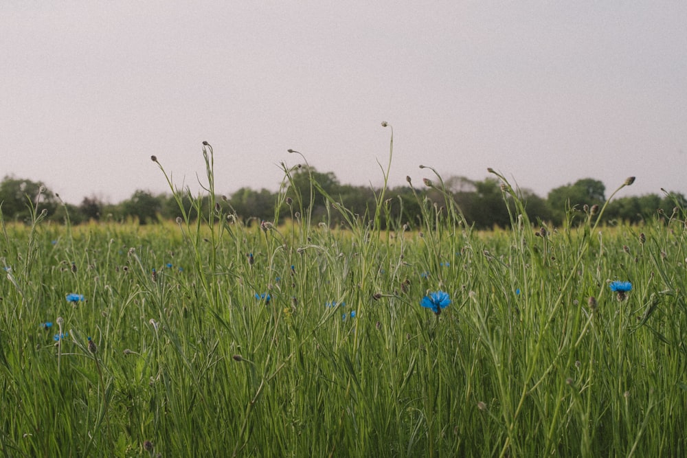 fiore blu su campo di erba verde durante il giorno