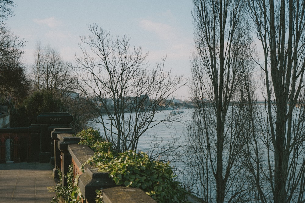 bare trees near body of water during daytime