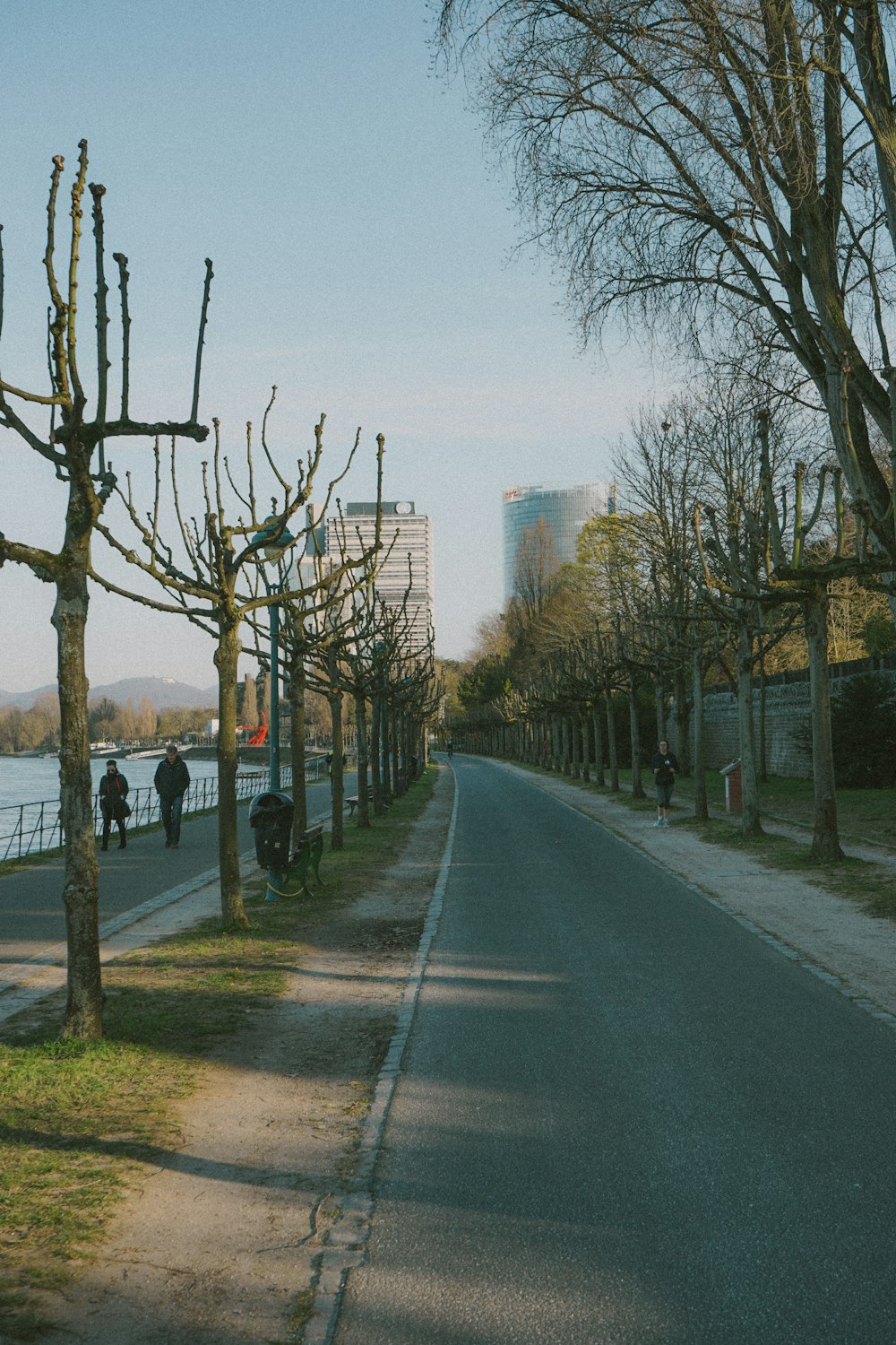 gray asphalt road between bare trees during daytime