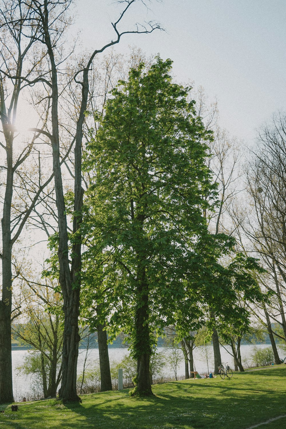 green tree under blue sky during daytime