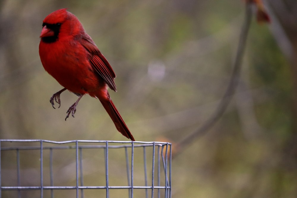 red cardinal perched on white metal fence during daytime