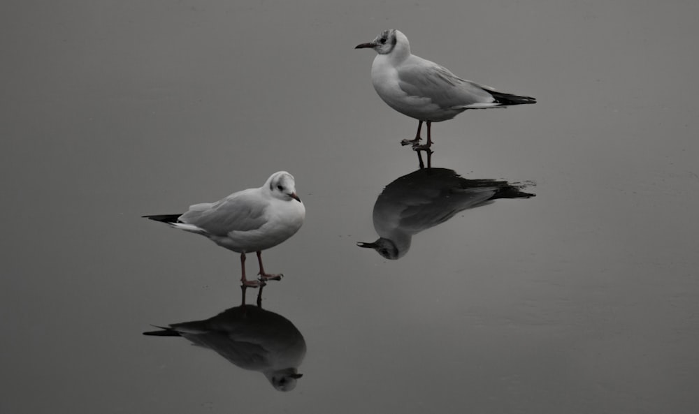 two white and gray birds on water