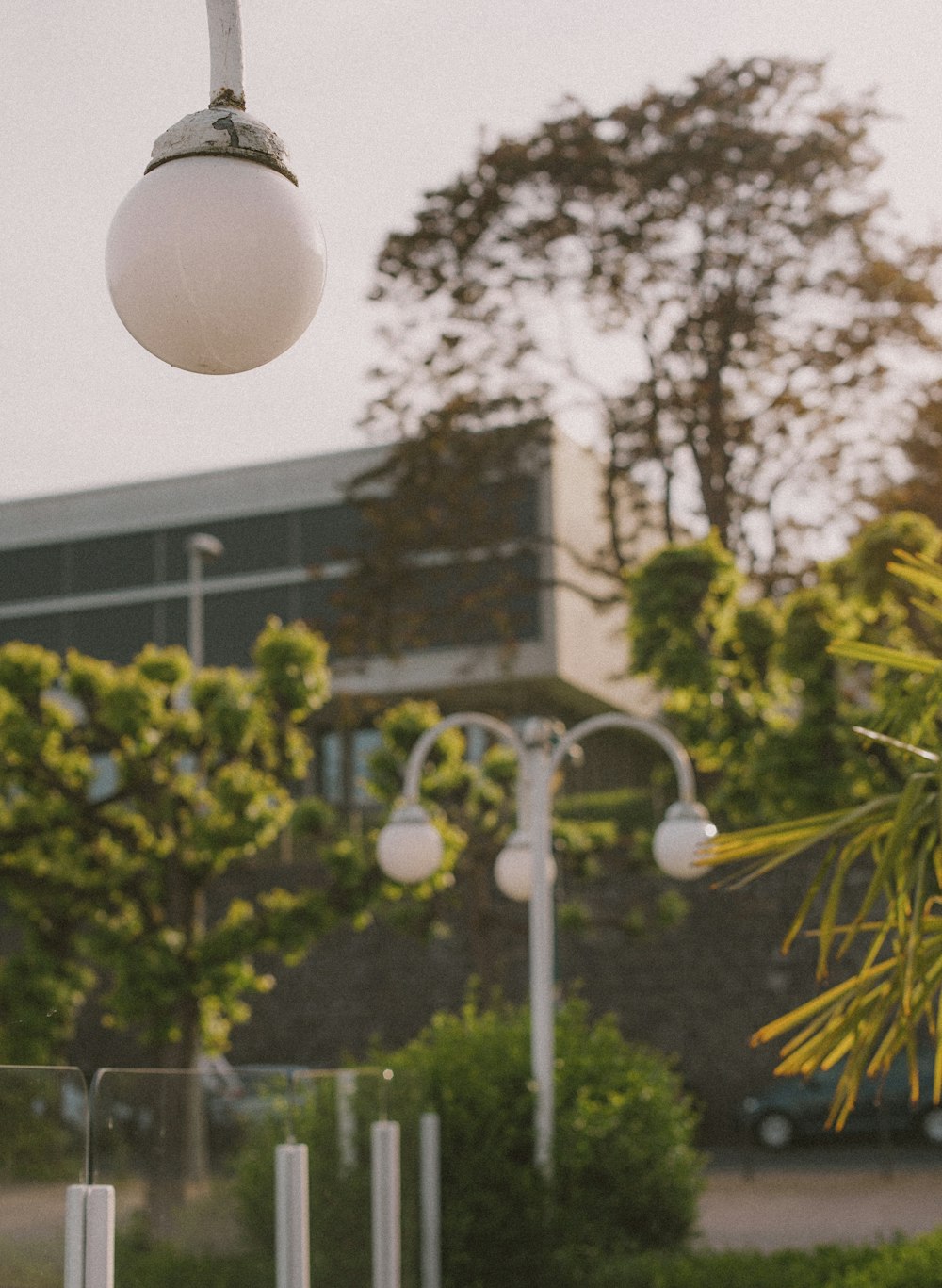 white round ball on green tree during daytime