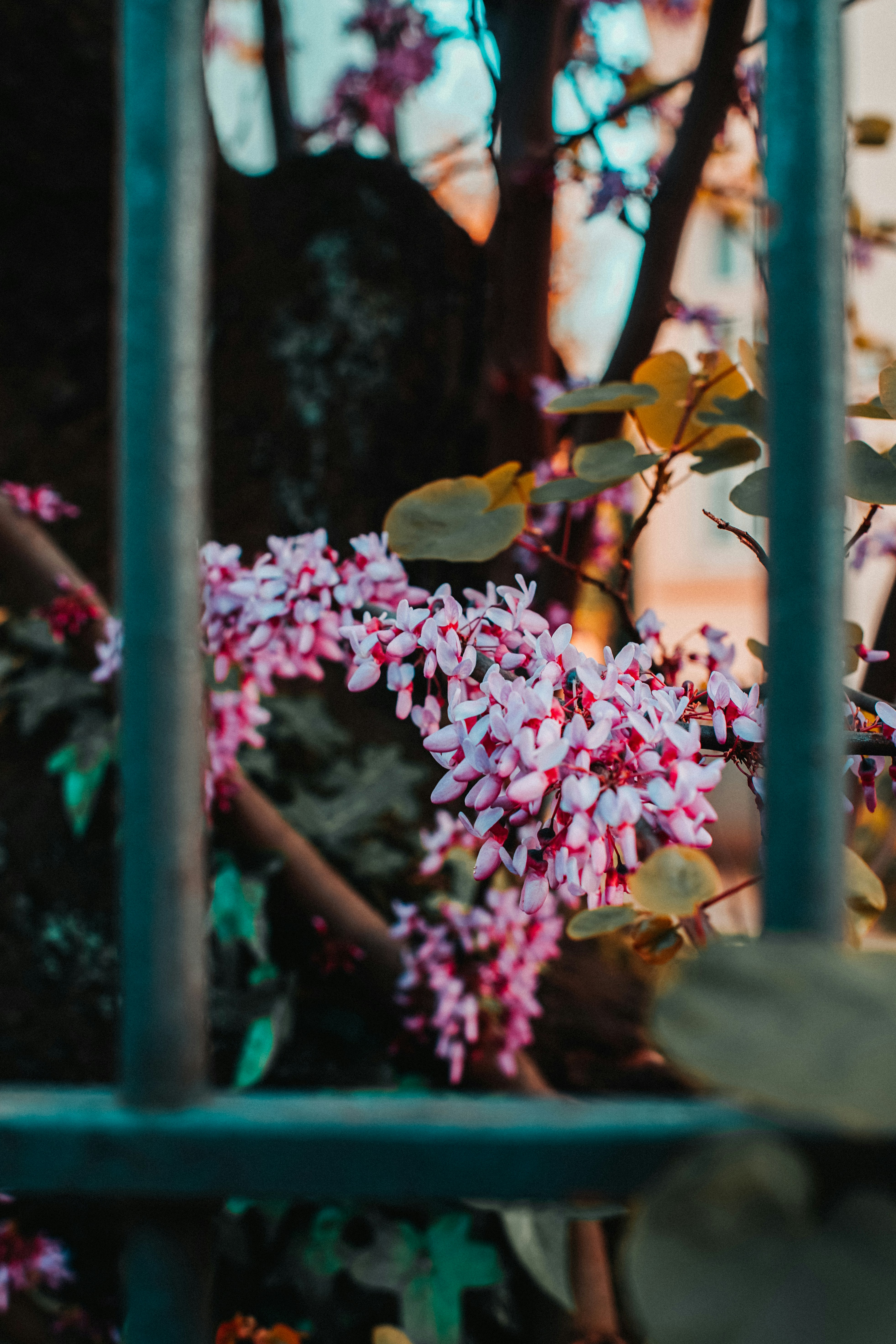 Pink blossoms.