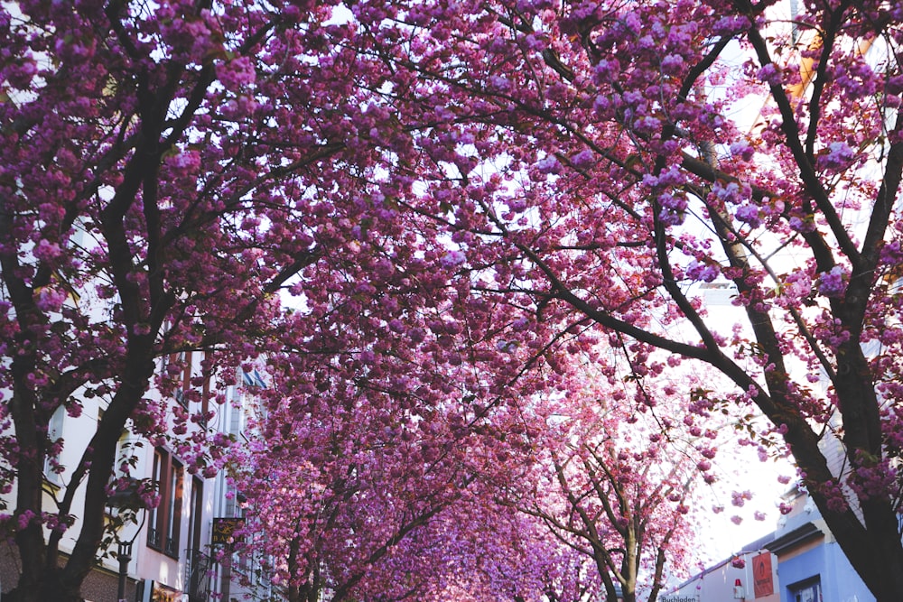 pink leaf tree near building during daytime