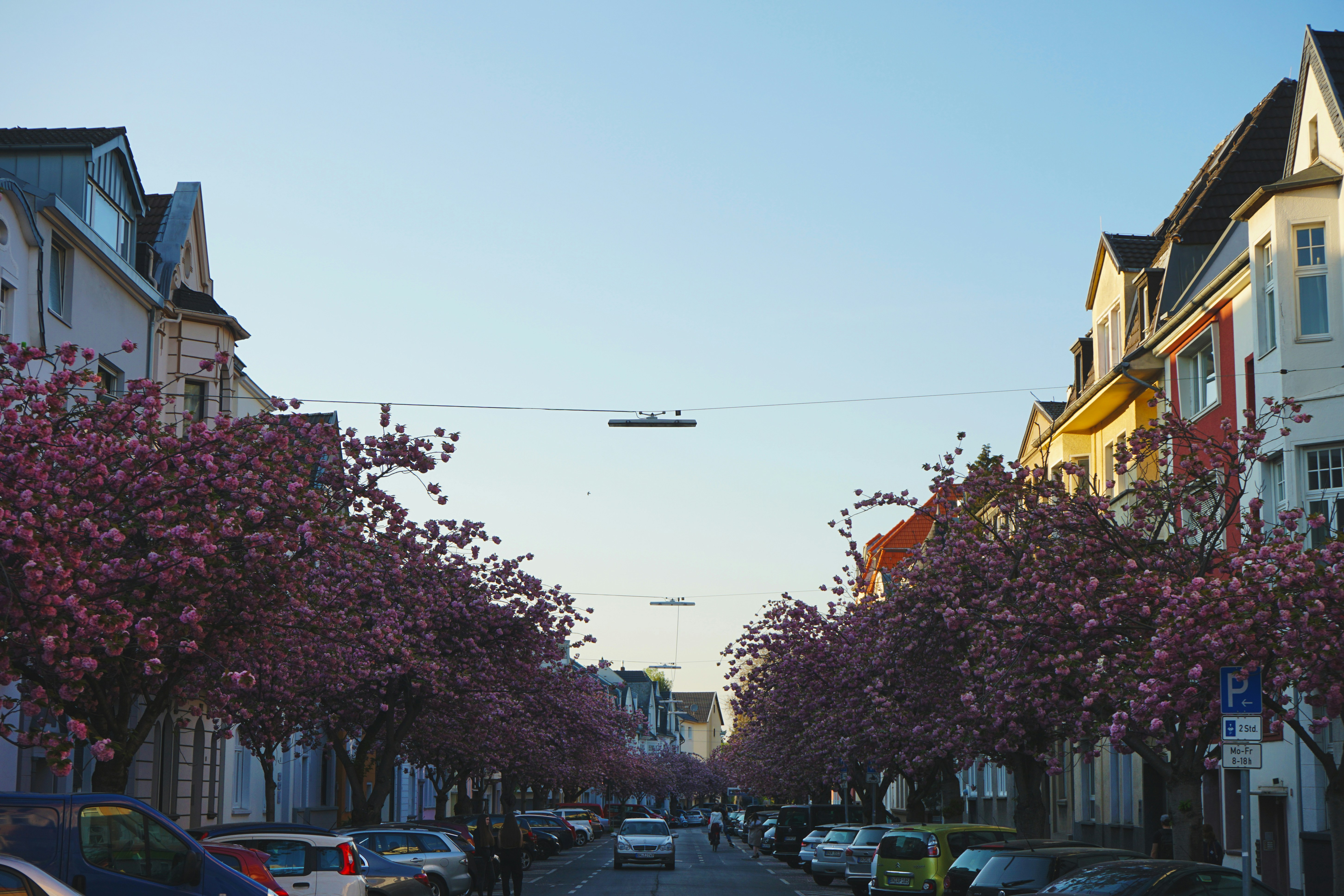 Cherry blossom alley in Bonn.