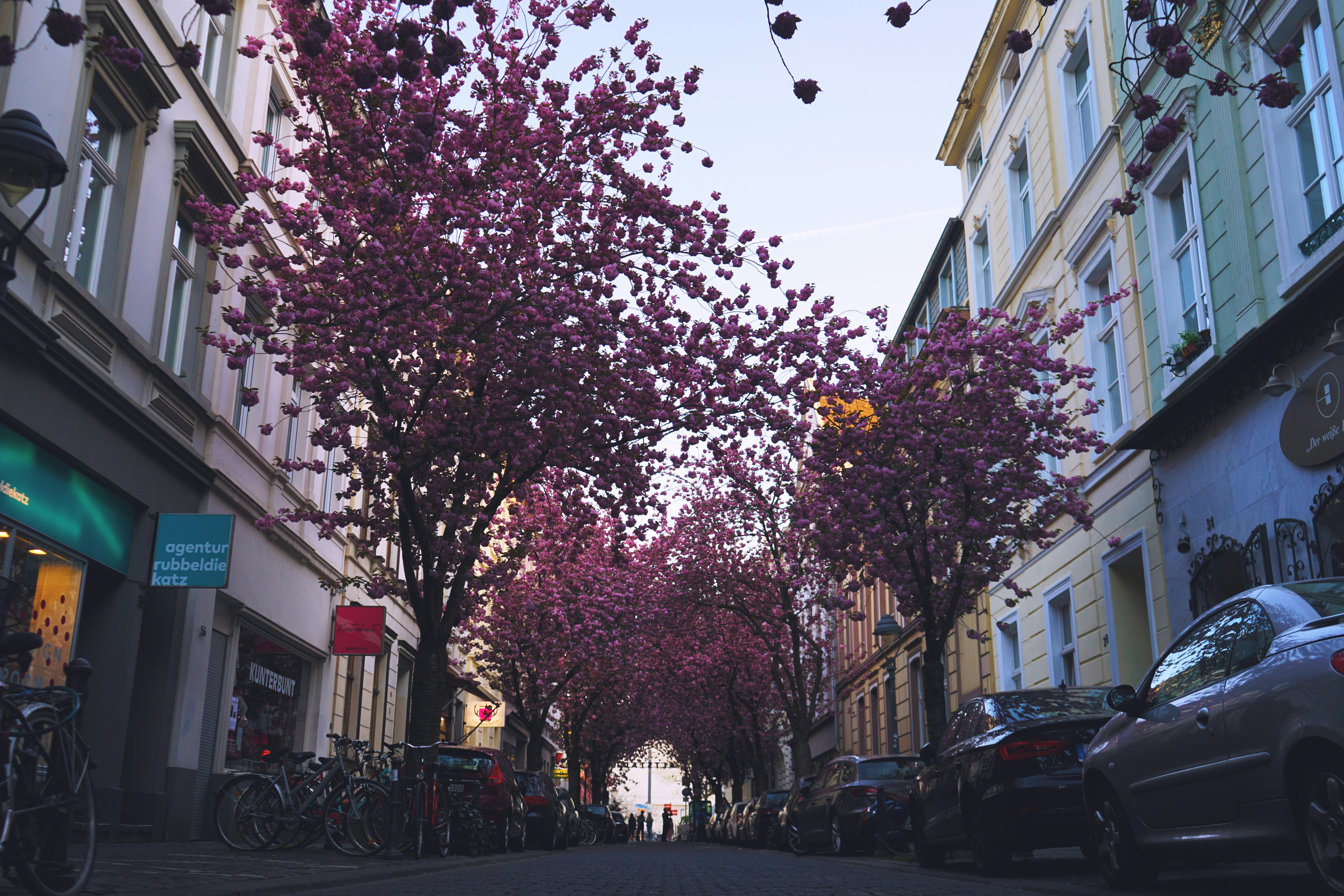 Cherry blossom alley in Bonn.