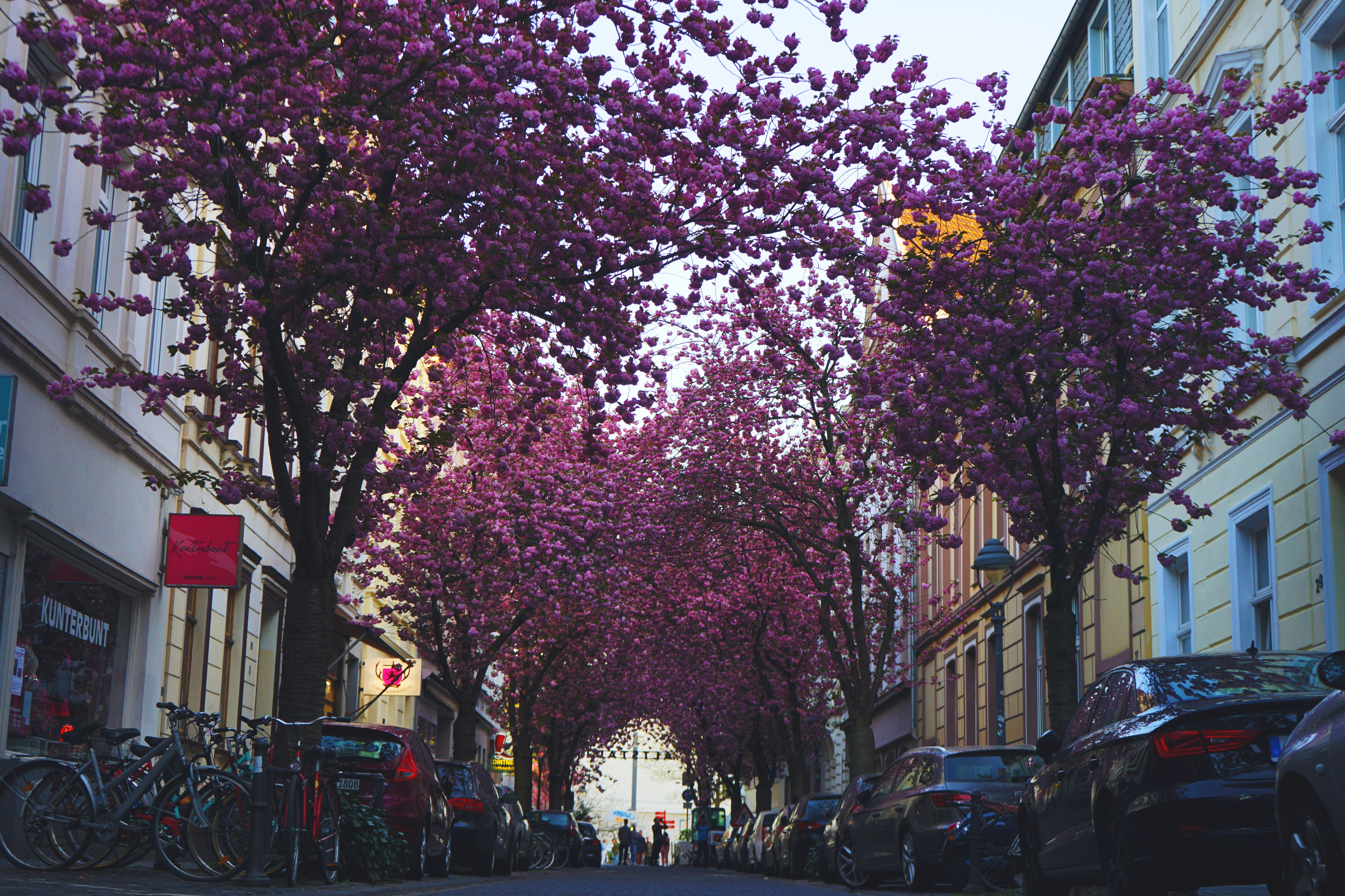 Cherry blossom alley in Bonn.