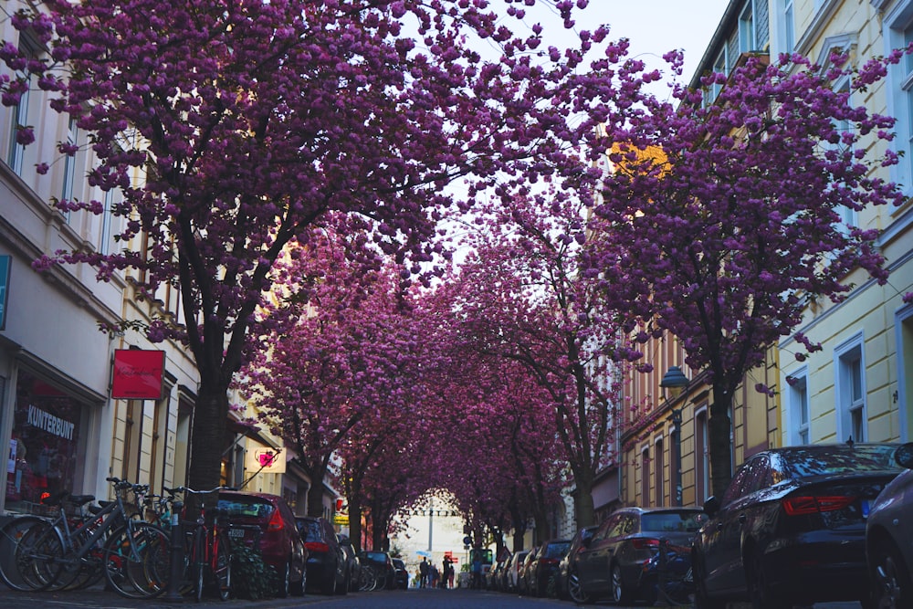 pink and white flower tree