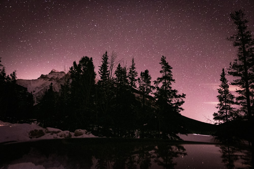 silhouette of trees near body of water during night time