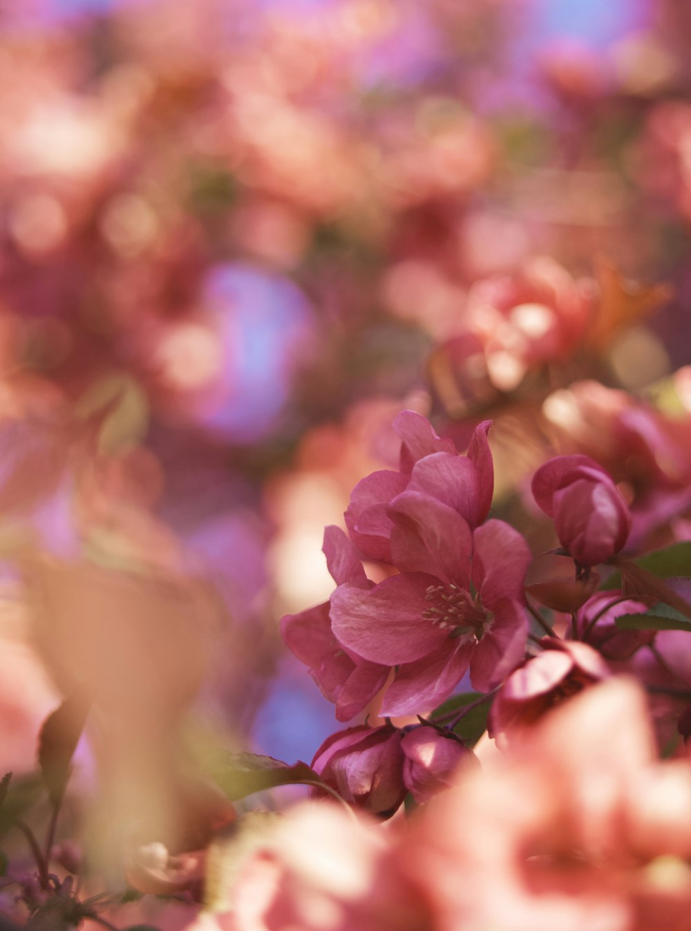 pink flower in tilt shift lens