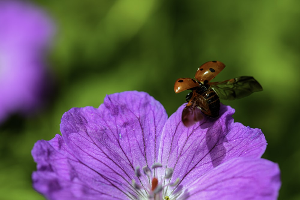 緑と黒の昆虫と紫色の花