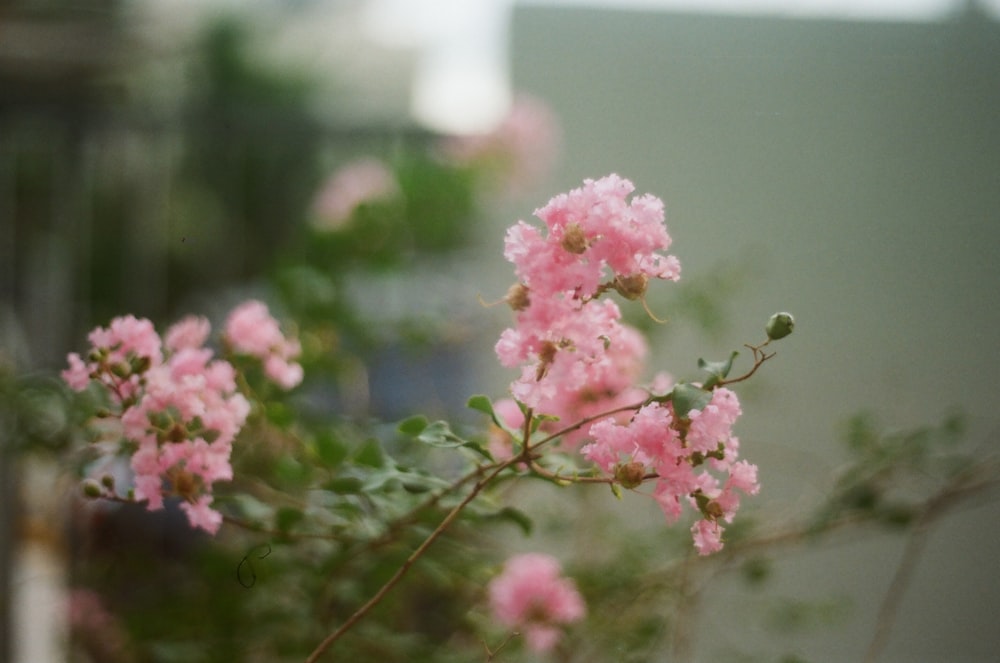 pink flowers in tilt shift lens