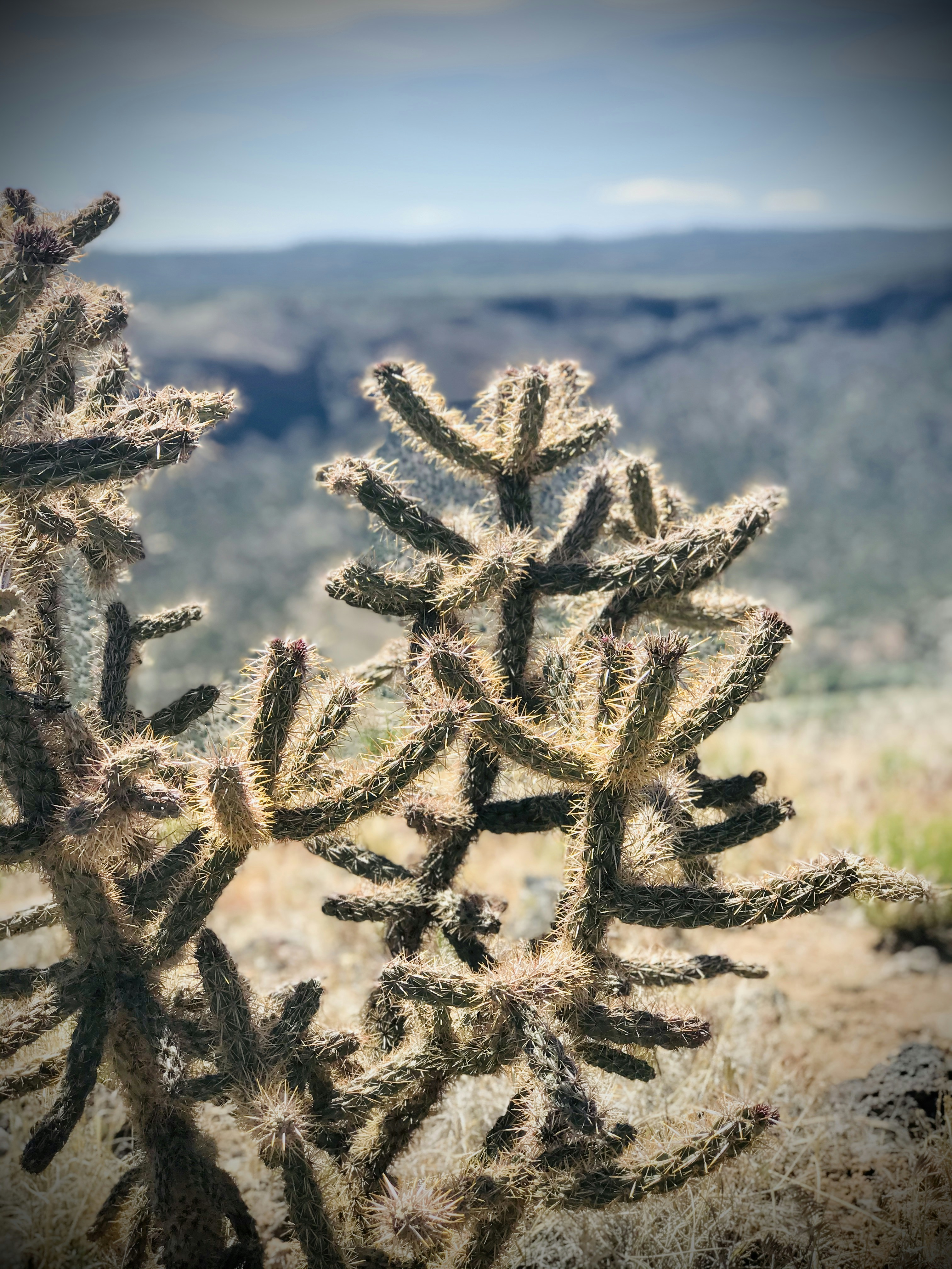 Cholla Cactus: A unique and captivating species showcasing the diversity of desert cacti variety