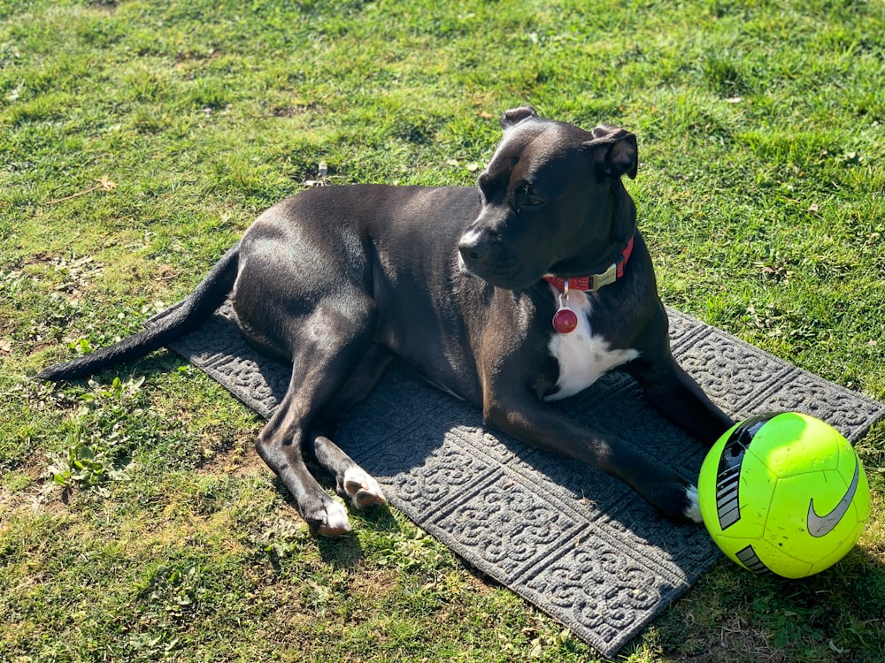 black and white short coated dog lying on black and white area rug