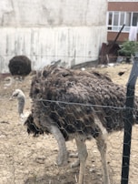 An ostrich stands behind a wire fence in a barren, enclosed area with dirt on the ground. A large building wall and another ostrich are visible in the background. There is some scattered debris and greenery at the edge of the enclosure.