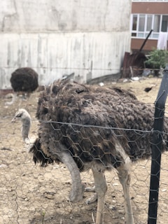 An ostrich stands behind a wire fence in a barren, enclosed area with dirt on the ground. A large building wall and another ostrich are visible in the background. There is some scattered debris and greenery at the edge of the enclosure.