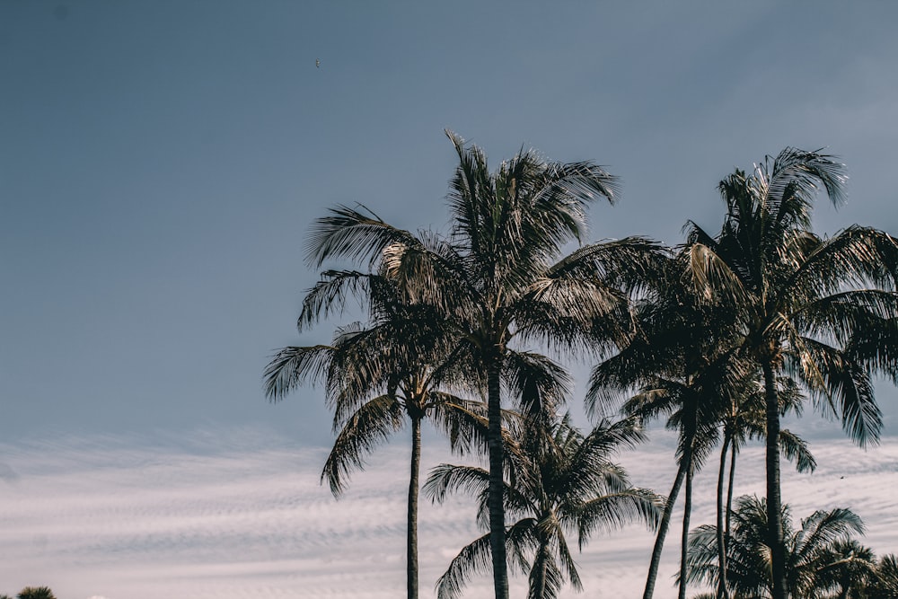 green palm tree near sea during daytime