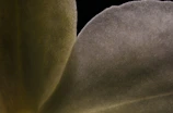 A fine art photo featuring delicate textures and soft lighting.