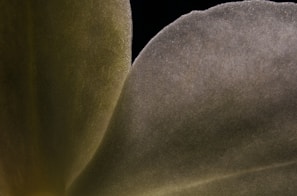 Macro texture of a delicate flower petal illuminated with futuristic lighting.
