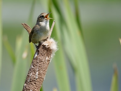 brown and white bird on brown tree branch during daytime