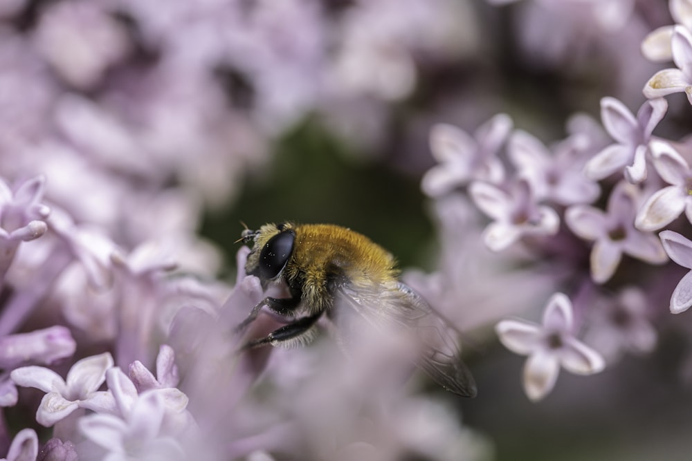 black and yellow bee on purple flower