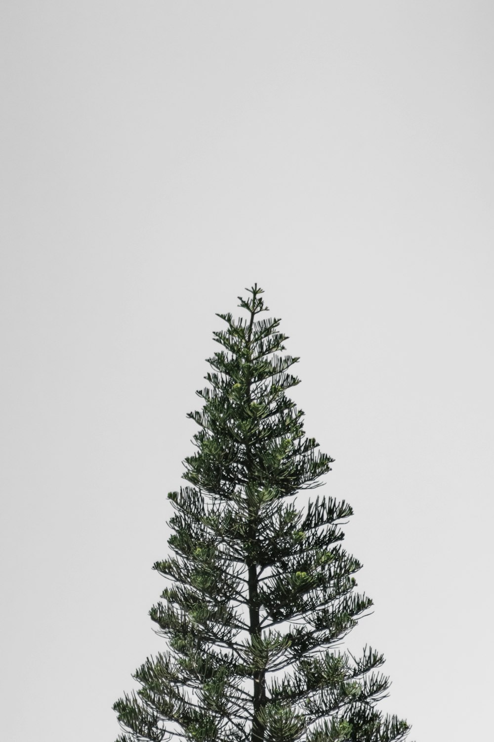 green pine tree under white sky