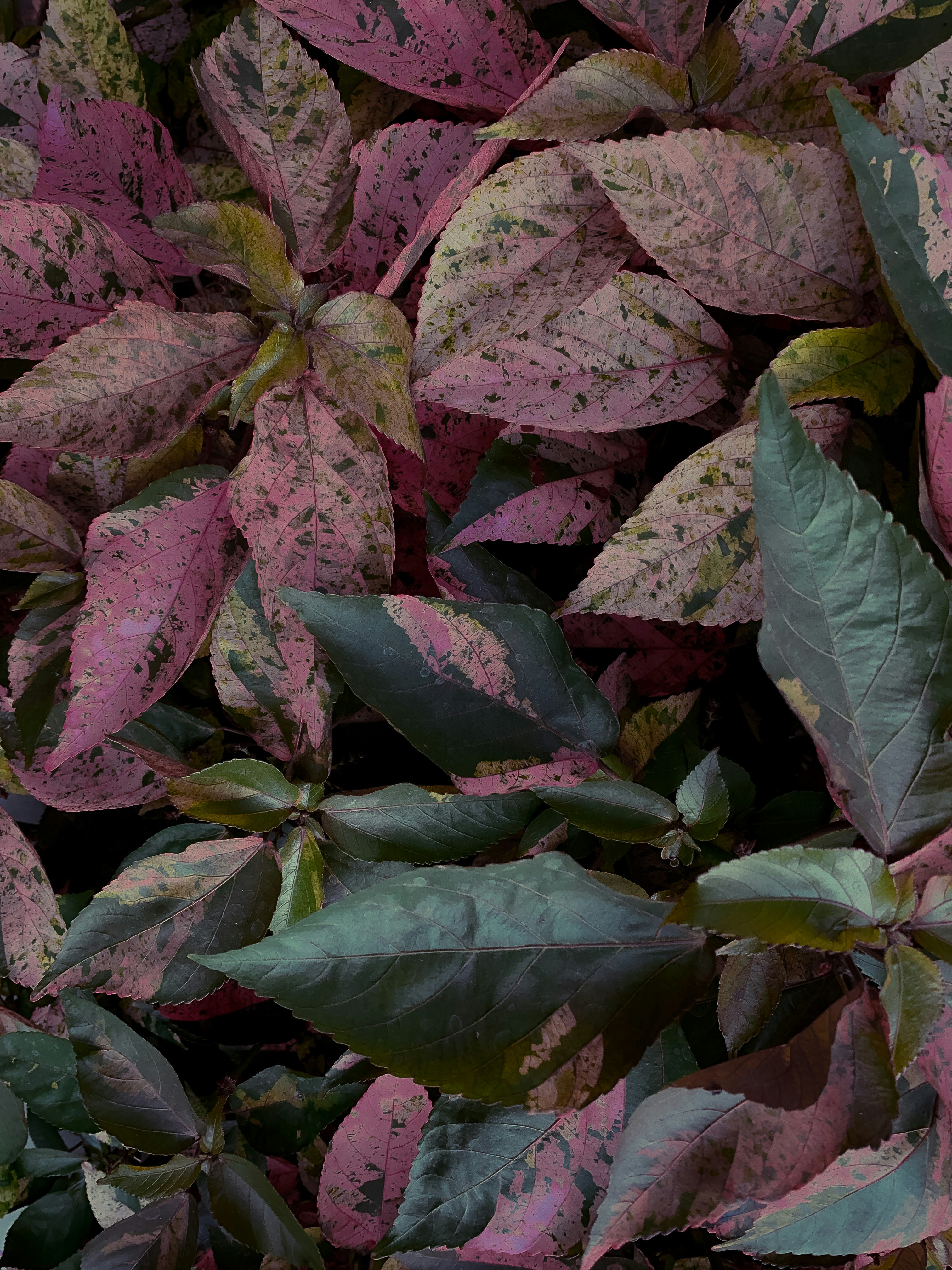 Photo by dannygraphy