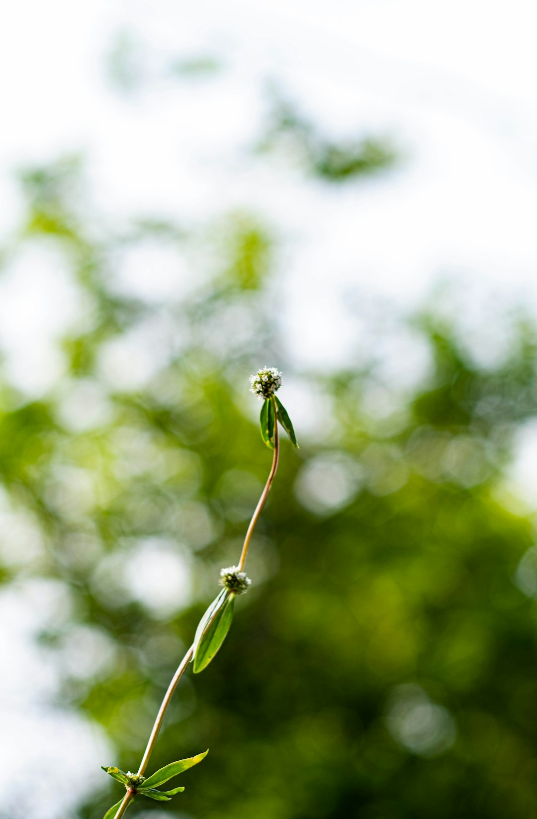 black and yellow bee on green plant during daytime