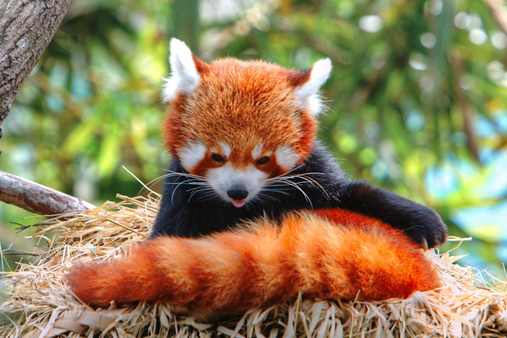red panda on brown nest