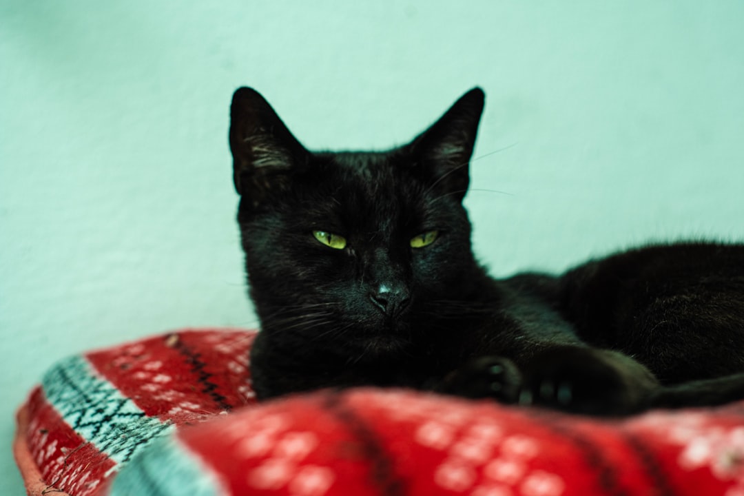 black cat lying on red and white textile
