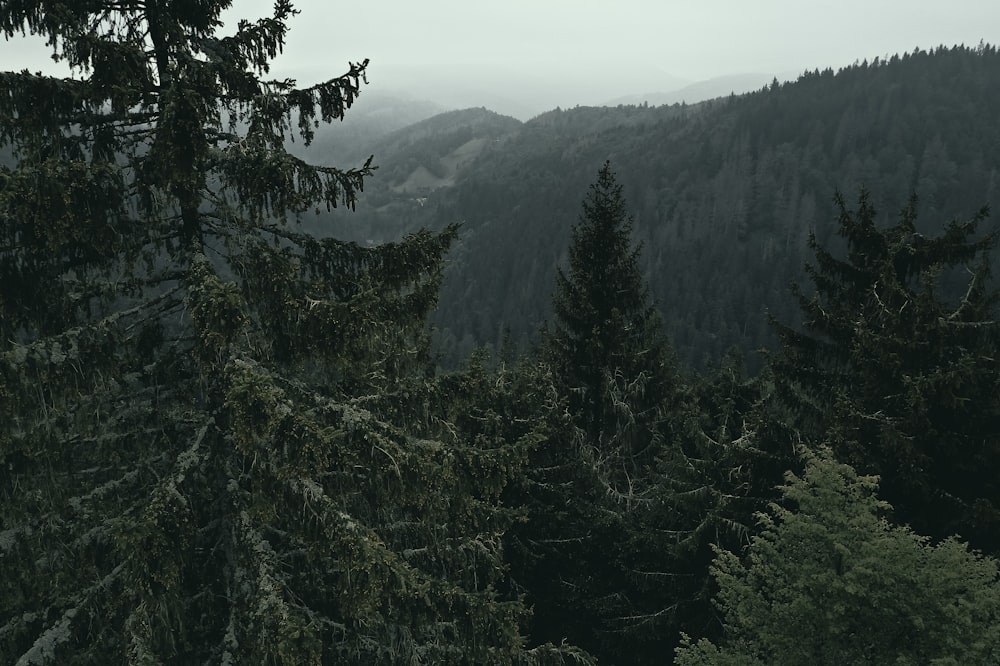 green trees on mountain during daytime