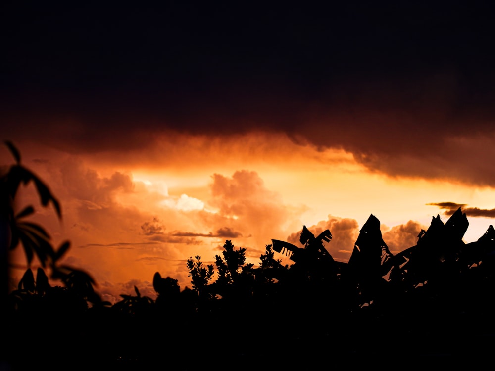 silhouette of trees during sunset