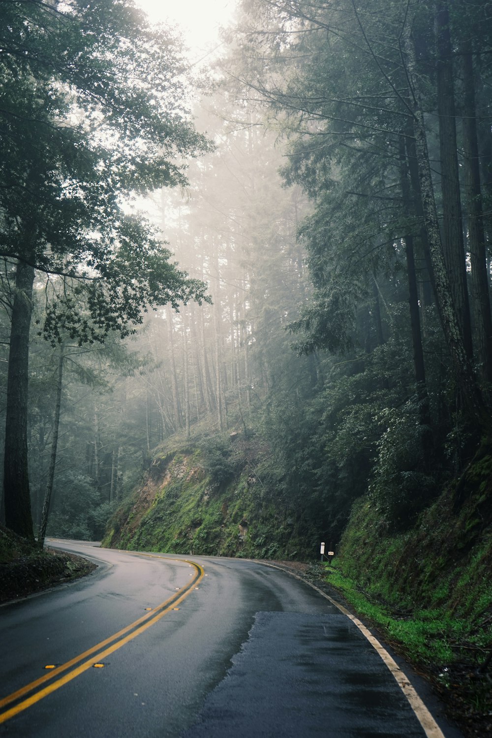 gray concrete road between green trees during daytime