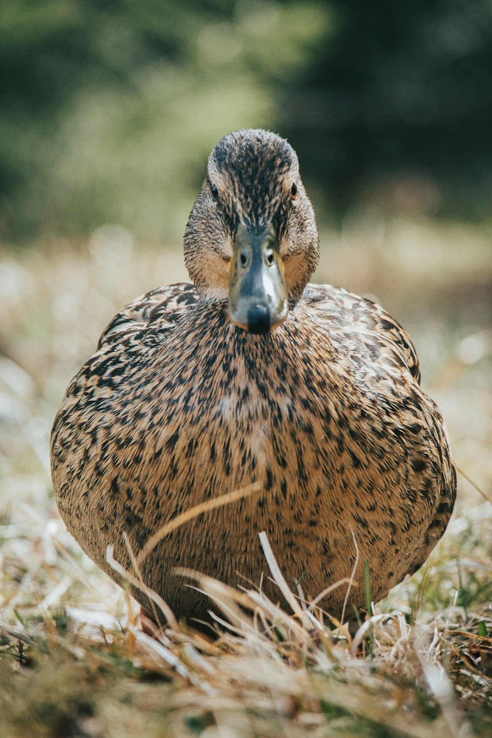 brown and black duck on brown grass during daytime