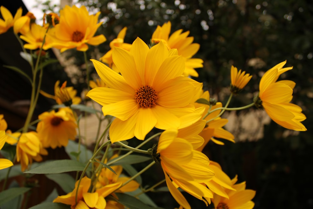 yellow flower in tilt shift lens