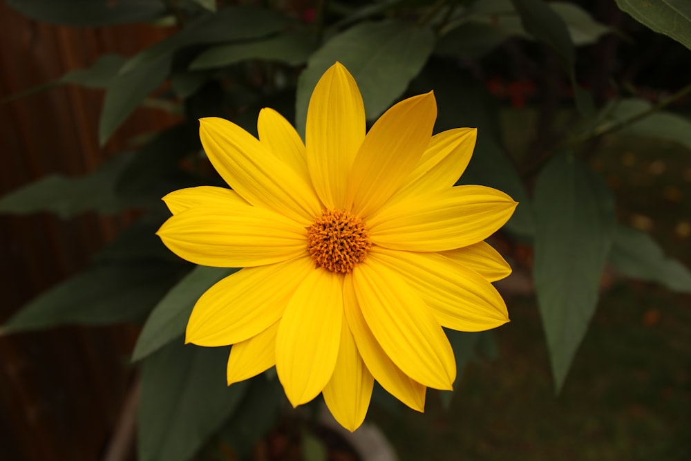 fiore giallo nell'obiettivo tilt shift