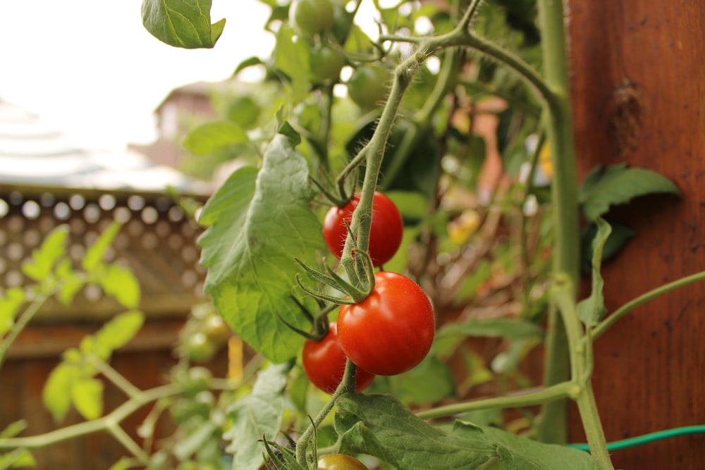 red tomato fruit in close up photography