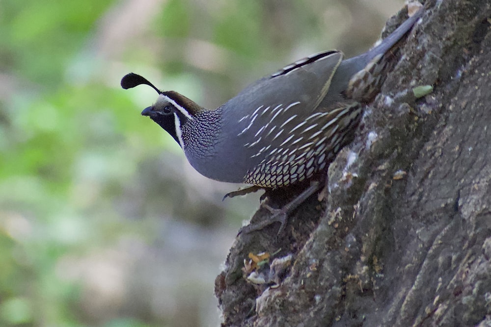 a bird perched on the side of a tree