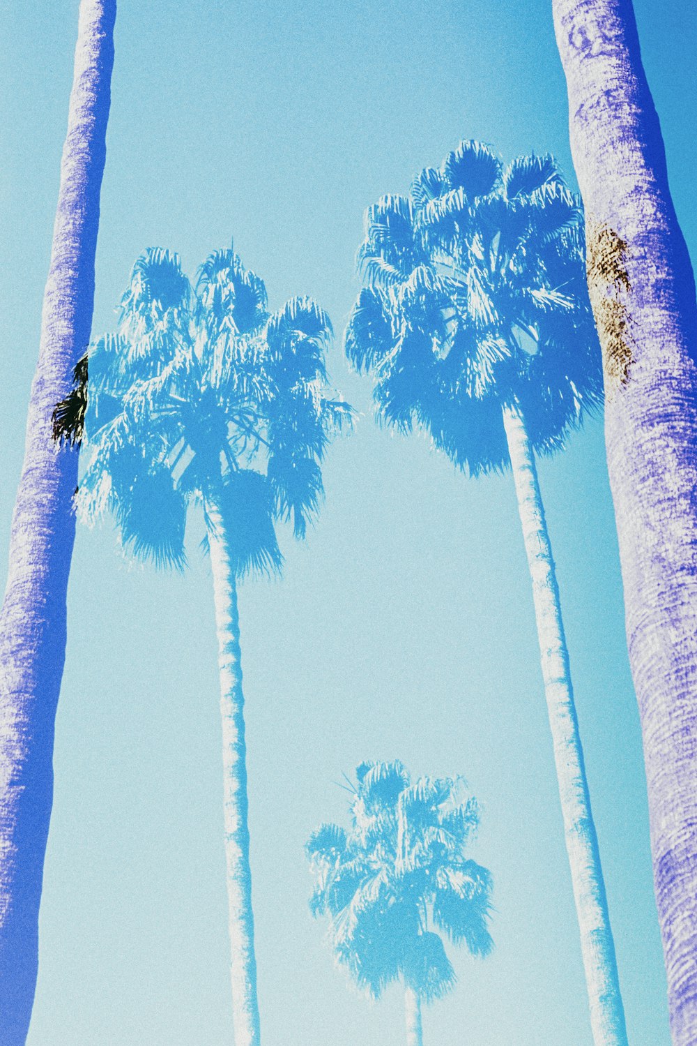 Photographie en contre-plongée de palmiers verts sous un ciel bleu pendant la journée