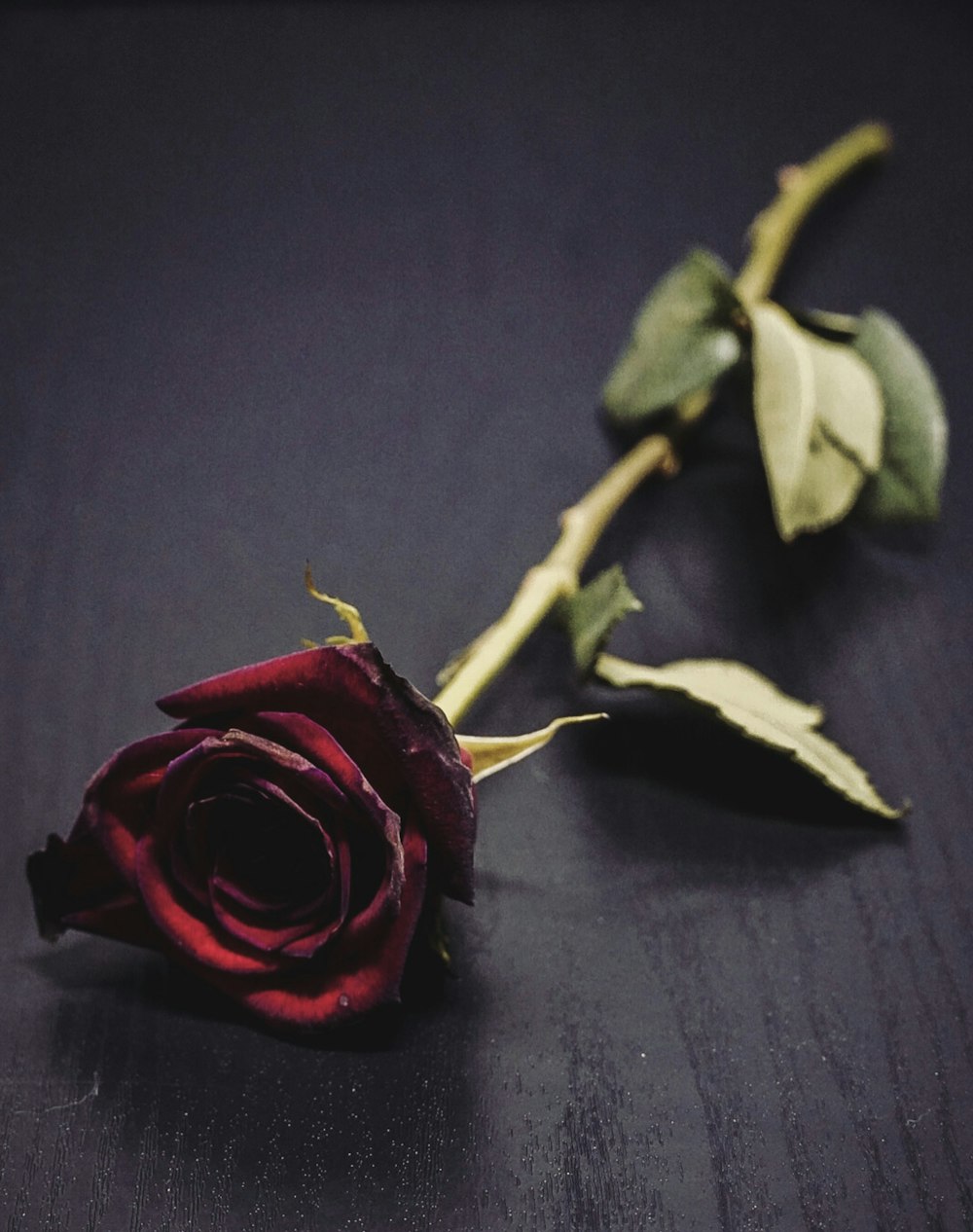 a single red rose sitting on top of a table