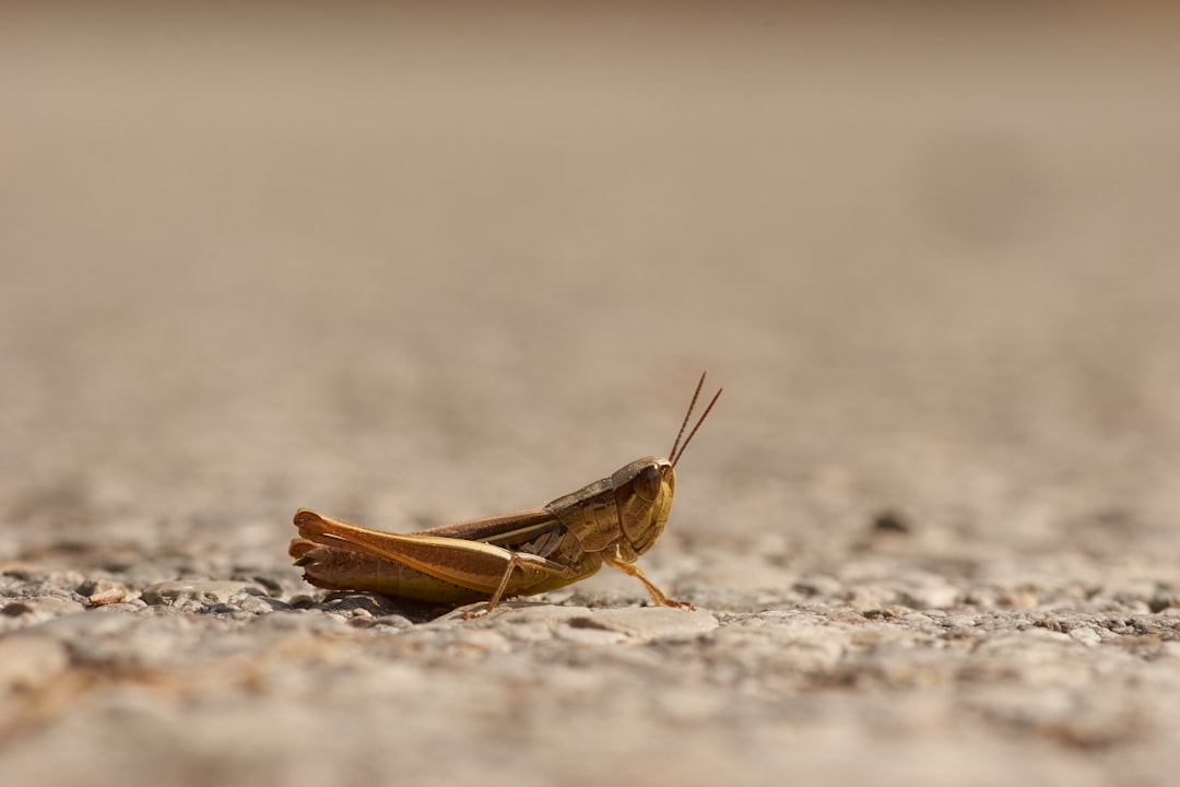 brown grasshopper on gray sand during daytime